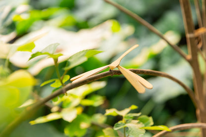 Handcrafted Bamboo Dragonfly