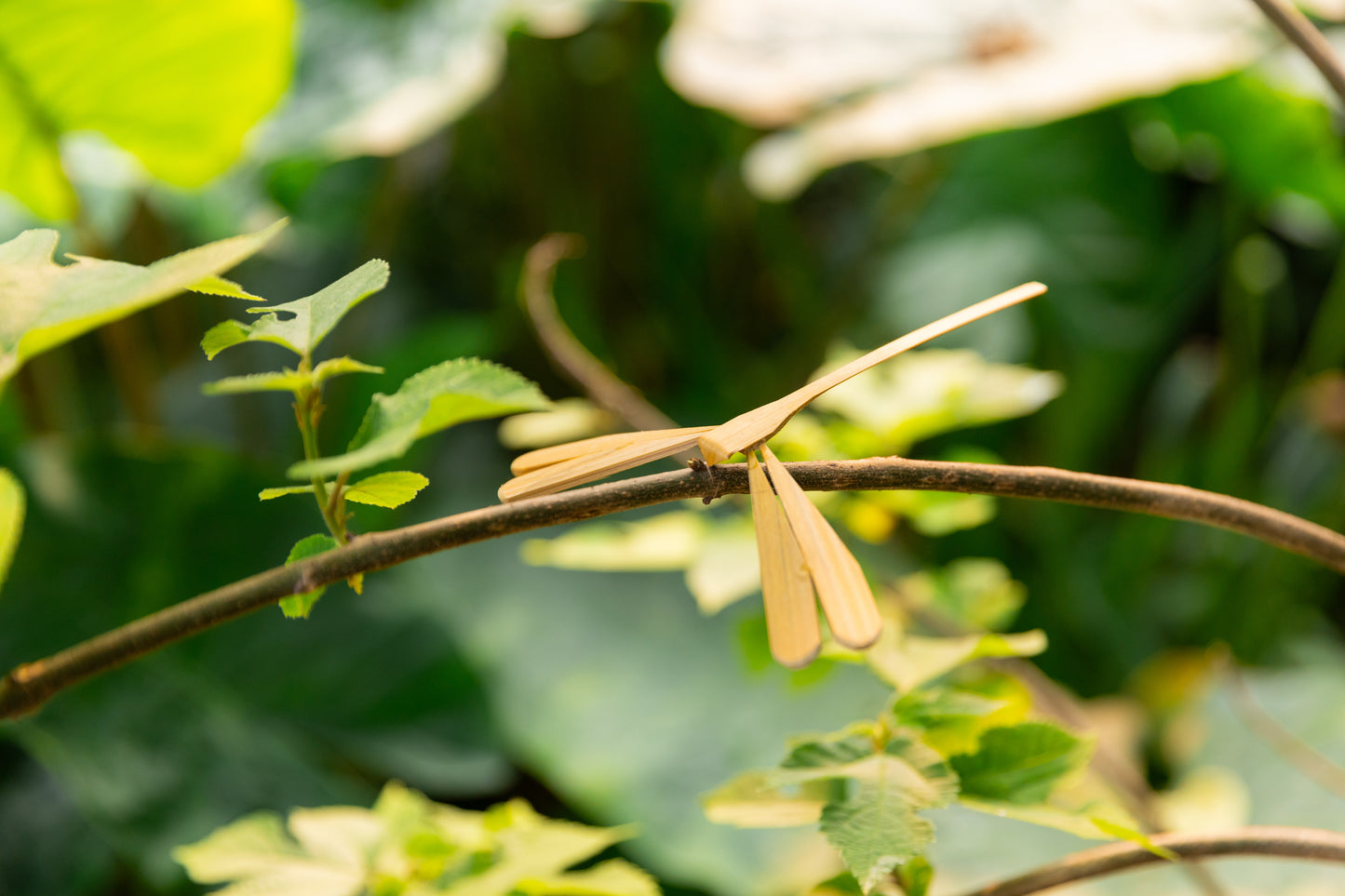 Handcrafted Bamboo Dragonfly